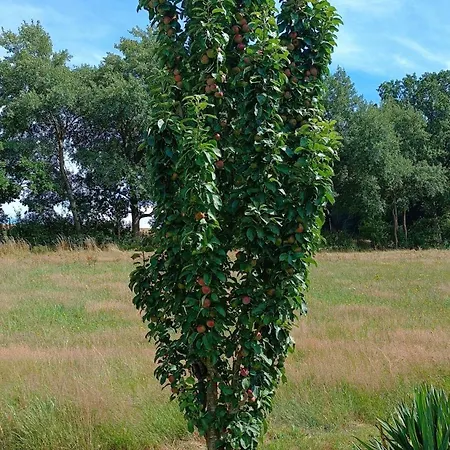 Kleines Paradies Am Waldrand