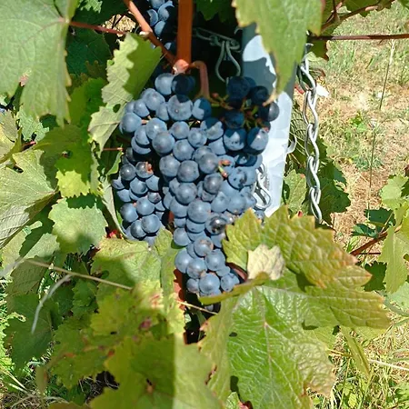 Kleines Paradies Am Waldrand Διαμέρισμα Φούλντα