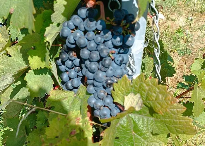 Kleines Paradies Am Waldrand Apartament Fulda